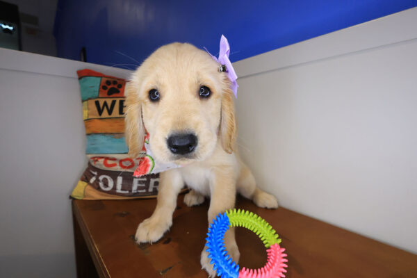 Veda Golden Retriever 01