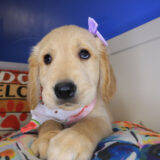 Veda Golden Retriever 02