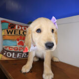 Veda Golden Retriever 03