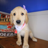 Veda Golden Retriever 04