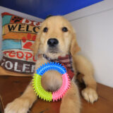 Vex Golden Retriever 01