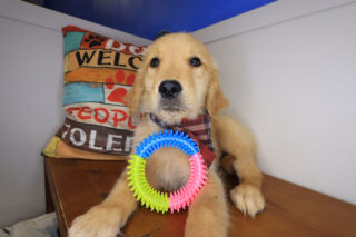 Vex Golden Retriever 01