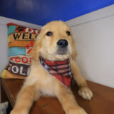 Vex Golden Retriever 02