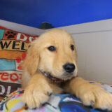Vex Golden Retriever 04