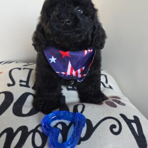 Vita Cockapoo 01