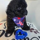 Vita Cockapoo 03