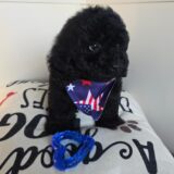 Vita Cockapoo 04