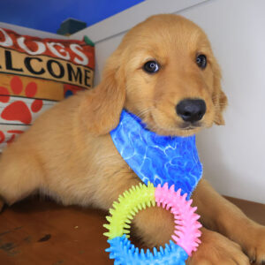 Wallace Golden Retriever 01