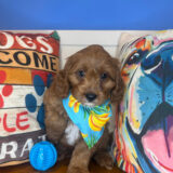 Wally Cavapoo 01