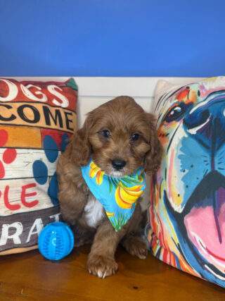 Wally Cavapoo 01