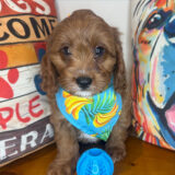 Wally Cavapoo 02