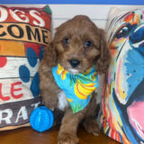 Wally Cavapoo 03