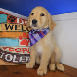 Wink Golden Retriever 01