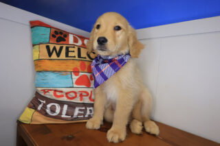 Wink Golden Retriever 01