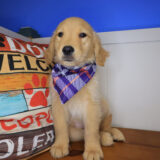 Wink Golden Retriever 03