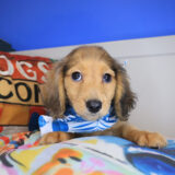 Woody Dachshund 02 Woody Dachshund 02