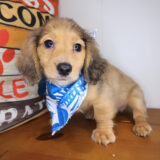 Woody Dachshund 03 Woody Dachshund 03