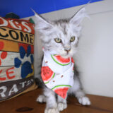 Zendaya Maine Coon 01