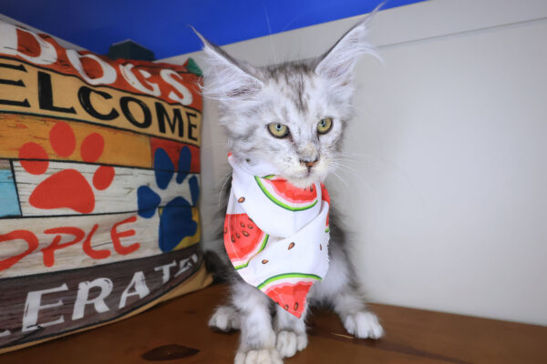 Zendaya Maine Coon 01