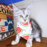 Zendaya Maine Coon 03