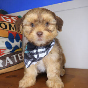 Zoom Shorkie 01