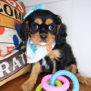 Adele Cavalier King 01