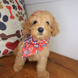 Aily Poodle 01 Aily Poodle 01