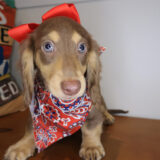 Aimee Dachshund 01