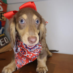 Aimee Dachshund 01