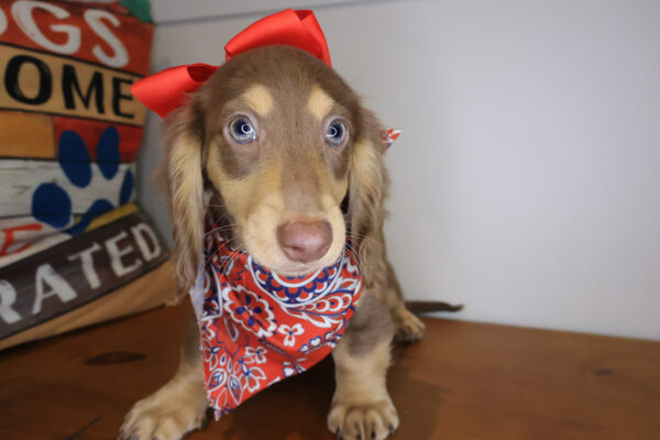 Aimee Dachshund 01