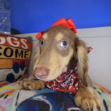 Aimee Dachshund 02