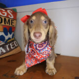 Aimee Dachshund 04