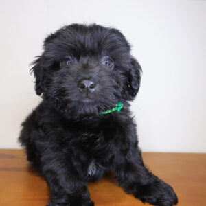 Annika Maltipoo 01