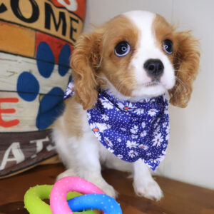 Antoinette Cavalier King Charles Spaniel 01 Antoinette Cavalier King Charles Spaniel 01