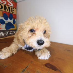 Archer Bichapoo 01 Archer Bichapoo 01