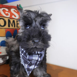 Archie Schnauzer 01