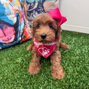 Aster Mini Goldendoodle 01
