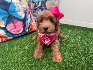 Aster Mini Goldendoodle 01