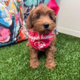 Aster Mini Goldendoodle 04