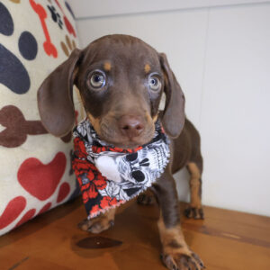 Atreus Dachshund 01 Atreus Dachshund 01