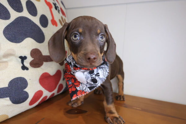 Atreus Dachshund 01 Atreus Dachshund 01