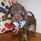 Atreus Dachshund 03 Atreus Dachshund 03
