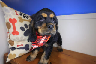 Bashan Cavalier King Charles Spaniel 01