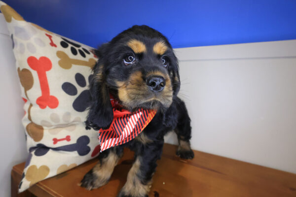 Bashan Cavalier King Charles Spaniel 01