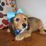 Bella Dachshund 01