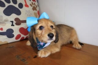 Bella Dachshund 01