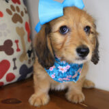 Bella Dachshund 03