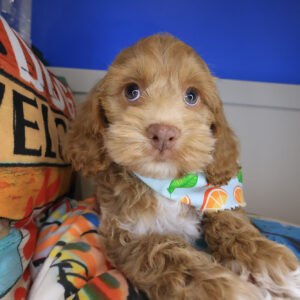 Beverly Cockapoo 01