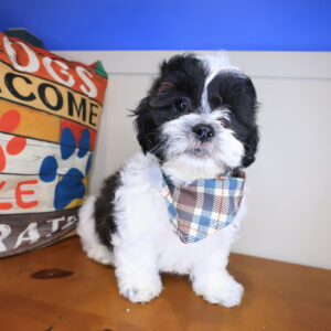 Beya Teddy Bear 01 Beya Teddy Bear 01