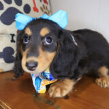 Boba Dachshund 01 Boba Dachshund 01